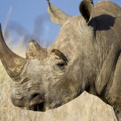 Download Wallpapers Rhinoceros, Horn, Head, Profile