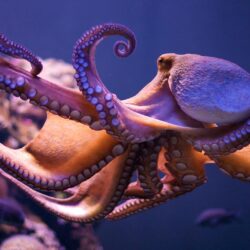 Marine Animal Octopus