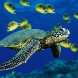 Green Sea Turtle Wallpapers