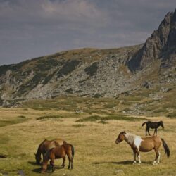Horses Rila Mountains Bulgaria wallpapers