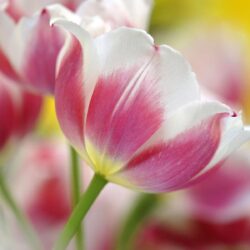 Free Tulip Backgrounds Wallpapers