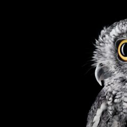 Wallpapers Owl, HD, 4K, Animals,