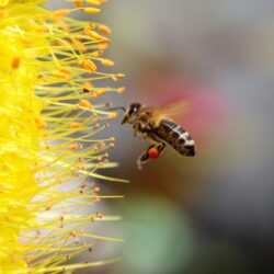 Bee collecting Pollen for Honey