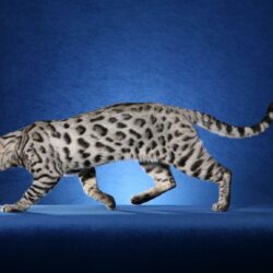 Bengal Cat Wallpapers