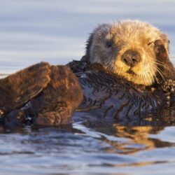 Animals: Sanctuary Corps California Marines Bay Otters Monterey