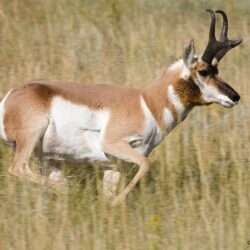 Antelope, Shape of Horns