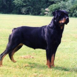 Image For > Rottweiler Dog Wallpapers