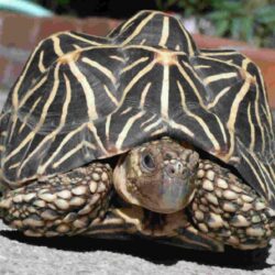 Animals Zoo Park: Tortoise Animals