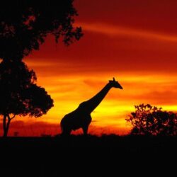 Animals For > African Animals Sunset Wallpapers