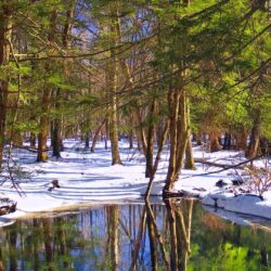 Forests: Snow State Nature Forest Lagoons Winter Delaware