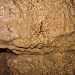 File:Mammoth Cave National Park Cricket