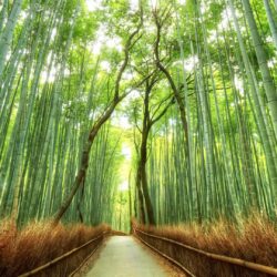 Sagano Bamboo Forest in Arashiyama Japan