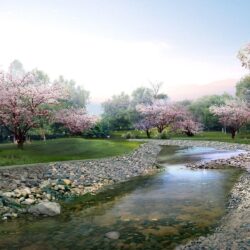 sakura flower best HD wallpapers pics