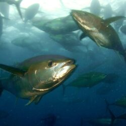 Two yellowfin tuna fishes desktop backgrounds wallpapers