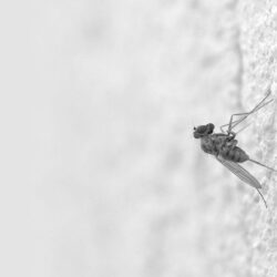 Download Wallpapers Mosquito, Insect, Surface, Creep