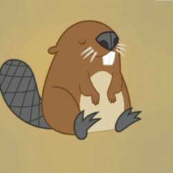 Beaver Backgrounds HD Wallpapers 28977