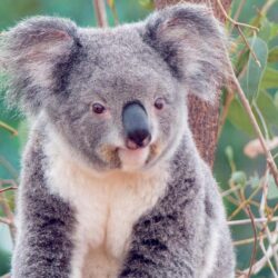 Wallpapers For > Koala Wallpapers Windows 7