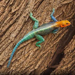 Agama Lizard On Tree In East Africa Lizard With Red Head