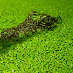 Green Crocodile Wallpapers