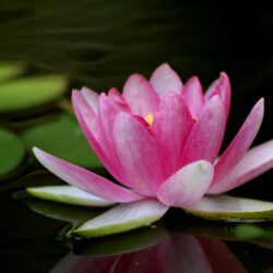 Lotus Flower Pictures Wallpapers