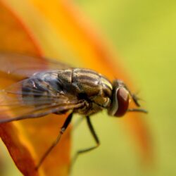 Common House fly perched on brown leaf, mosca HD wallpapers