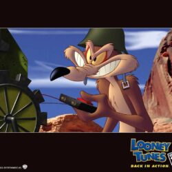 11 Wile E Coyote Wallpapers