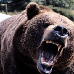 Wallpapers For > Angry Grizzly Bear Wallpapers