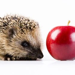 Hedgehogs Red Apples Animals White backgrounds