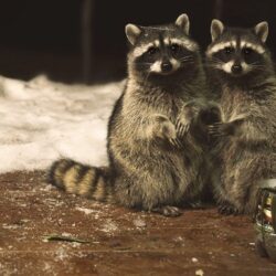Wallpapers Raccoons pretty Two Animals