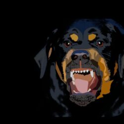 Wallpapers For > Givenchy Rottweiler Wallpapers