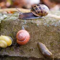 Colorful Snails In Action
