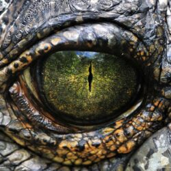 Alligator eye wallpapers