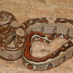 Boa constrictor imperator snake