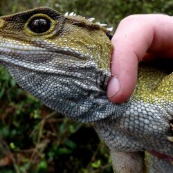 2 Tuatara HD Wallpapers