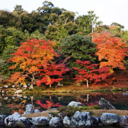 Autumn leaves in the Landscape Garden, Tenry? Shiseizen