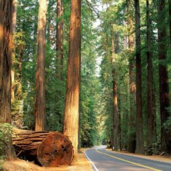 California’s Redwood Forest. Growing up we would vacation in