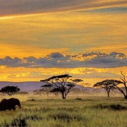 African Safari Wallpapers yvt2