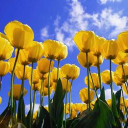 Yellow Tulip Wallpapers 20625 Hd Wallpapers in Flowers