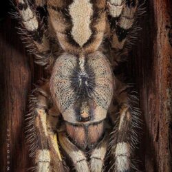 169 best Tarantula image