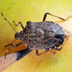 Stink Bugs Control and Extermination by Planet Orange
