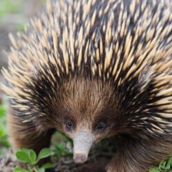 Echidna Facts And Animal Photos, image