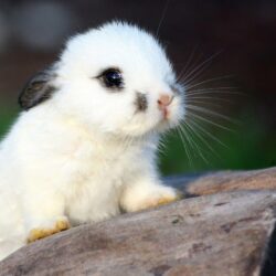 Your Wallpaper: Cute Rabbit Wallpapers