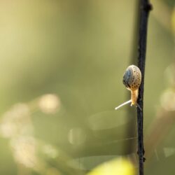 Gallery For: Snail Wallpapers, Snail Wallpapers, Top 35 HQ Snail