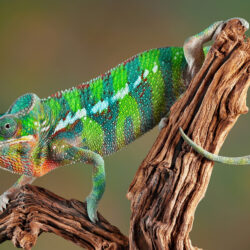 Chameleon HD Wallpapers