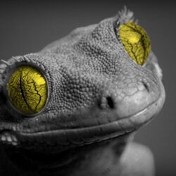 Lizard Desktop Wallpapers