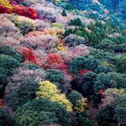 Colorful Arashiyama Mountains in Fall