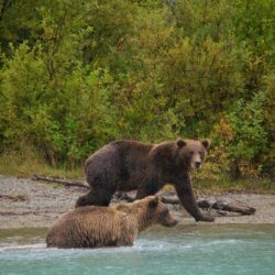 Animal Pictures: View Image of Southwest Alaska