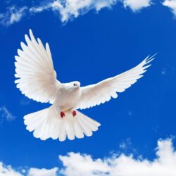 The Absolute Peace Symbol Pigeon Wallpapers