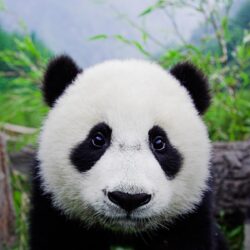 Panda Bear Desktop Wallpapers