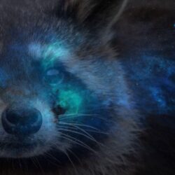 1080p Raccoon Wallpapers : Raccoons